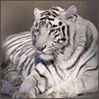 LordTIGR